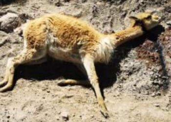 OTRO ANDAHUAYLAZO Asesinato de una Laguna y el Crimen Organizado (vídeo fotos)